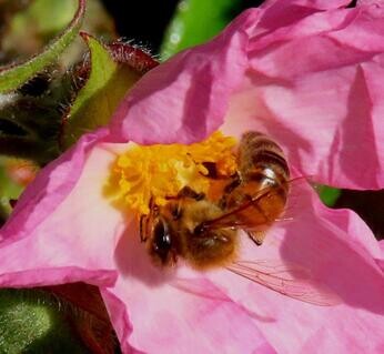 Chattowood and its insects: the first four years