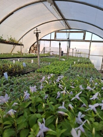 Weekly catch up with gardens & propagation