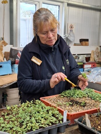 Weekly catch up with garden and propagation