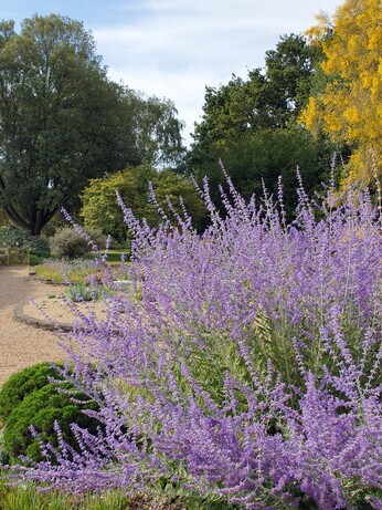 Plant profile - eryngium