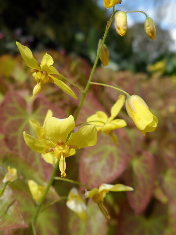 Weekly catch up with garden & propagation