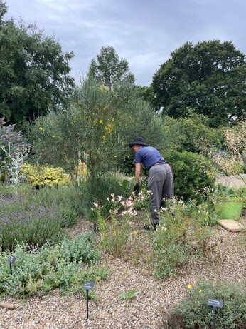 Weekly catch up with garden and propagation