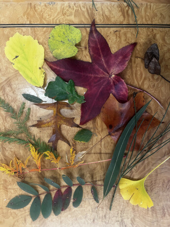 Weekly catch up with garden & propagation Weekly catch up with garden & propagation