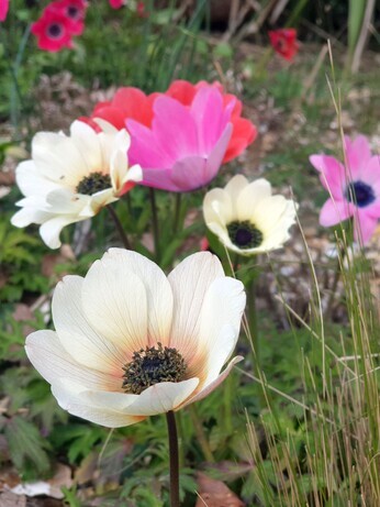 Plant profile - Dwarf anemone