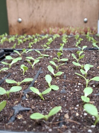 Weekly catch up with garden & propagation