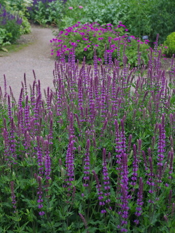 Eremurus: The Garden’s most Sumptuous Spires Eremurus: The Garden’s most Sumptuous Spires