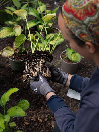 Autumn Planting: helping gardeners adapt to a changing climate