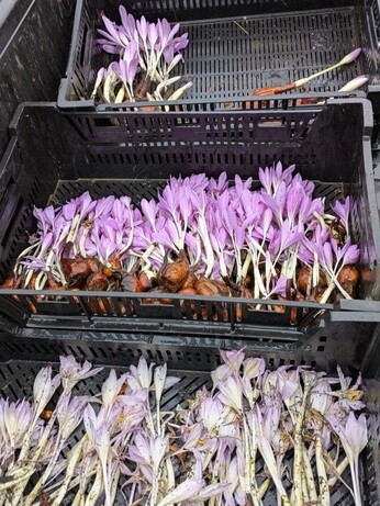 Weekly catch up with garden and propagation