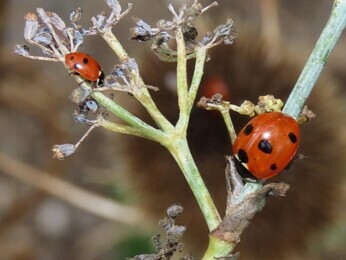 Wildlife at the heart of the City:  the Beth Chatto Meanwhile Garden   