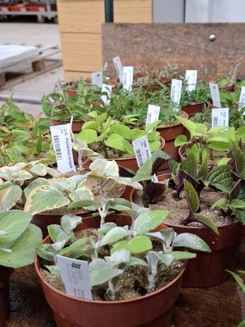 Weekly catch up with garden & propagation