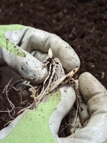 Weekly catch up with garden & propagation