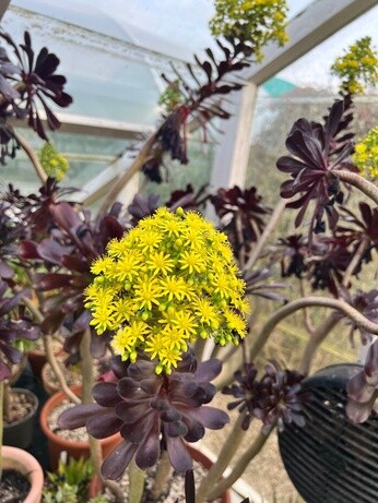 Weekly catch up with garden & propagation