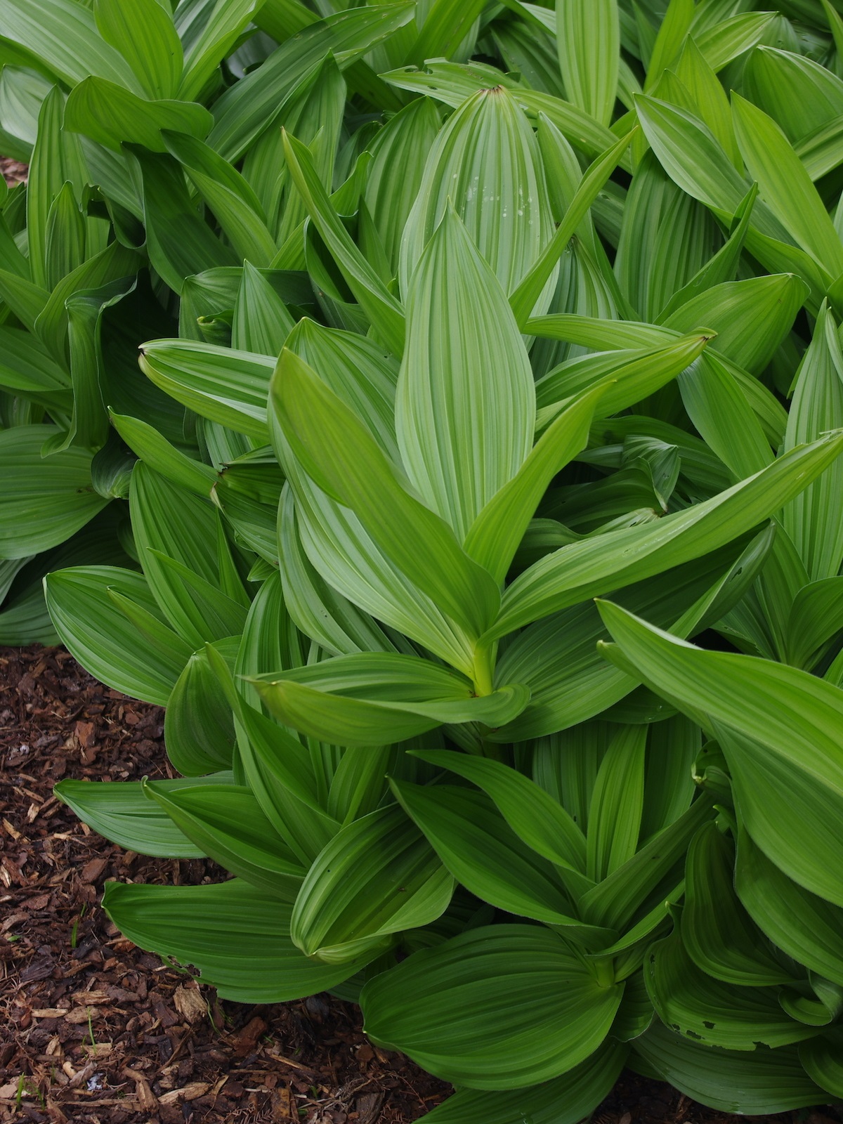 Fabulous foliage