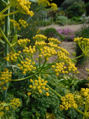 Weekly catch up with garden & propagation