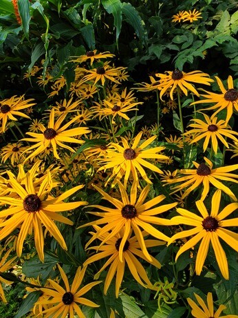 Our favourite perennials for late summer colour