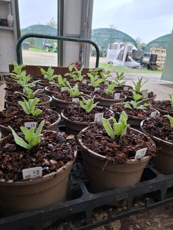 Weekly catch up with garden and propagation Weekly catch up with garden and propagation