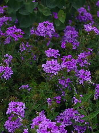 What's still in flower in October?