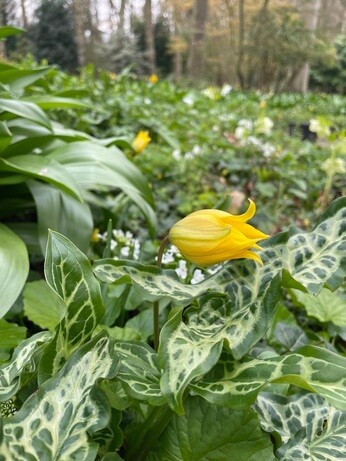 Weekly catch up with garden & propagation