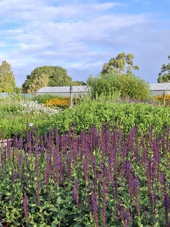 Weekly catch up with garden and propagation Weekly catch up with garden and propagation