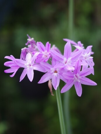 Weekly catch up with gardens & propagation
