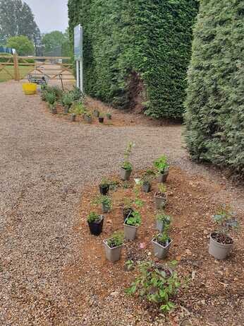 A new area of drought tolerant planting at the garden entrance