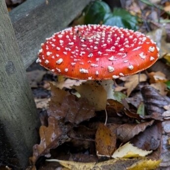 Wild Words from the Ground - October Wild Words from the Ground - October