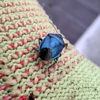 Wild Words from the Ground - November