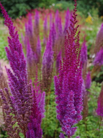 Astilbe - how to grow and care for Astilbe - how to grow and care for