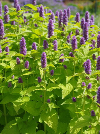 Weekly catch up with gardens & propagation