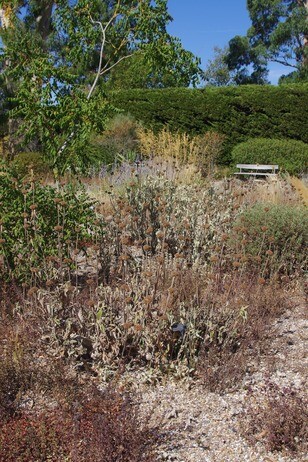 How summer heat has affected the plants How summer heat has affected the plants