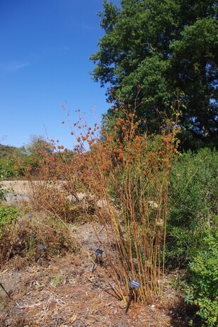 How summer heat has affected the plants How summer heat has affected the plants
