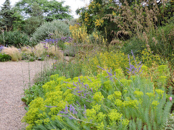 How to use biennial flowers in the garden for a naturalistic look