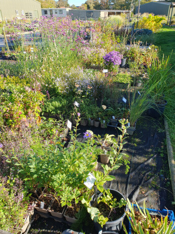 Weekly catch up with garden & propagation Weekly catch up with garden & propagation