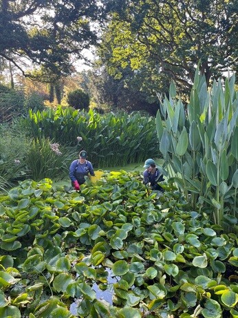 Weekly catch up with garden and propagation Weekly catch up with garden and propagation