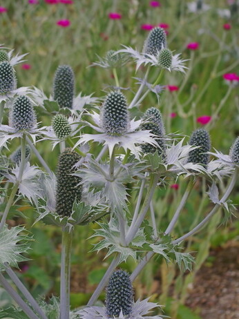 Weekly catch up with garden & propagation