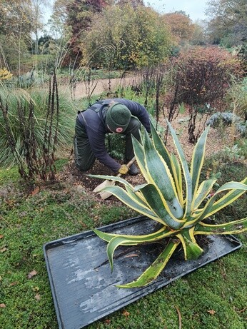 Weekly catch up with garden & propagation