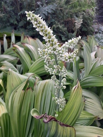 Weekly catch up with garden & propagation