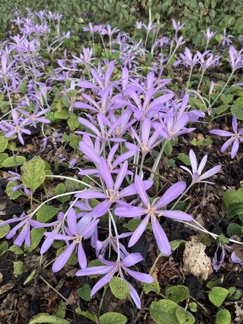 Weekly catch up with garden and propagation