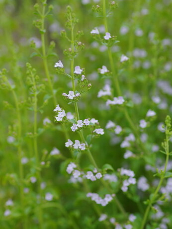 Plant profile - calamintha Plant profile - calamintha