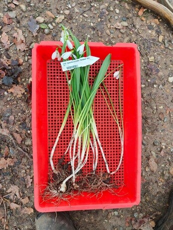 Weekly catch up with garden & propagation