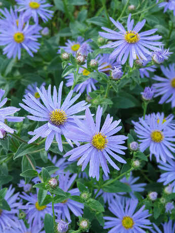 Top 10 plants for autumn interest