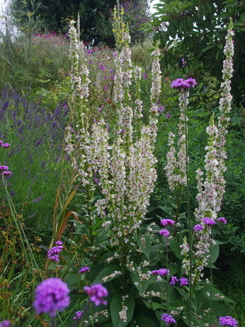 Gardening Dilemmas - Part 1