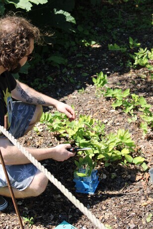 Plant Strategies in the Stock Beds Plant Strategies in the Stock Beds