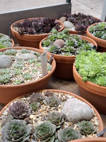 Weekly catch up with garden & propagation