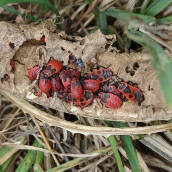 Wildlife at the heart of the City:  the Beth Chatto Meanwhile Garden   