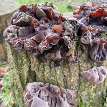 Wild Words from the Ground - February