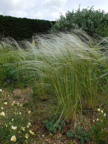 Weekly catch up with garden & propagation