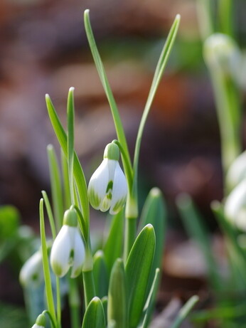 Splendid snowdrops at the Beth Chatto Gardens