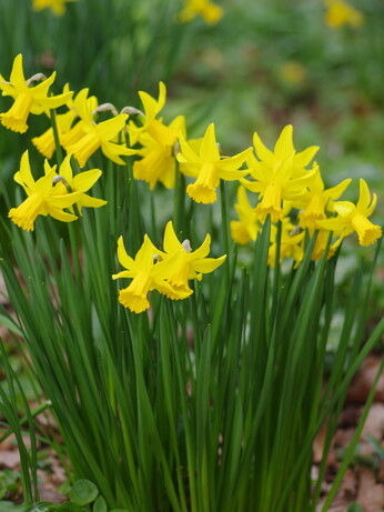 The Gaze of Narcissus The Gaze of Narcissus