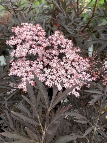 Team Chatto's favourite plants - part 3 Team Chatto's favourite plants - part 3